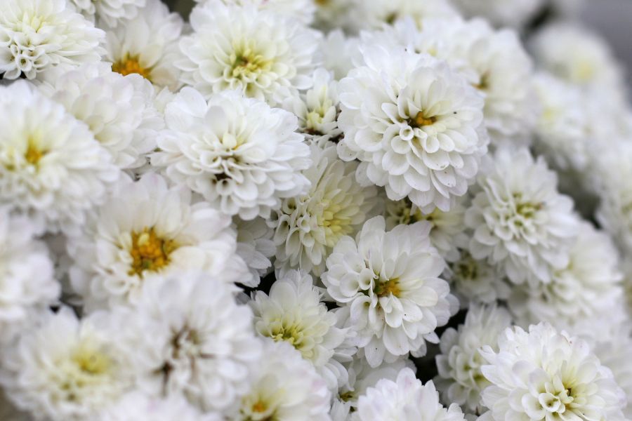 kwiaty doniczkowe szczecin
